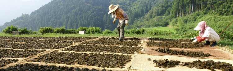 碁石茶の乾燥風景